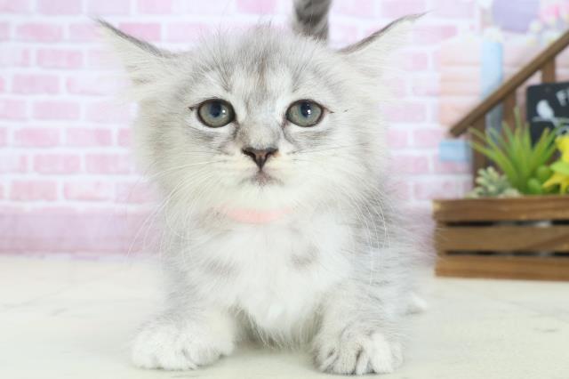 山口県のセルカークレックス (Coo&RIKUサンパークあじす店/2025年8月9日生まれ/女の子/シルバータビー)の子猫の1枚目の画像