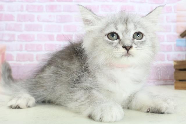 山口県のセルカークレックス (Coo&RIKUサンパークあじす店/2025年8月9日生まれ/女の子/シルバータビー)の子猫の2枚目の画像