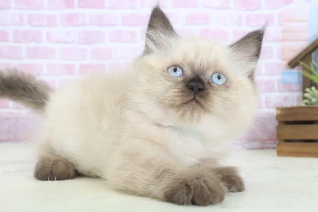 岡山県のヒマラヤン (Coo&RIKU岡山店/2025年7月31日生まれ/男の子/シールポイント)の子猫の2枚目の画像