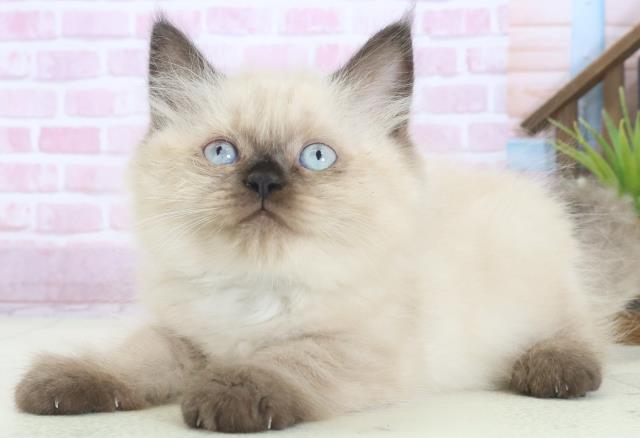 岡山県のヒマラヤン (Coo&RIKU岡山店/2025年7月31日生まれ/男の子/シールポイント)の子猫の3枚目の画像