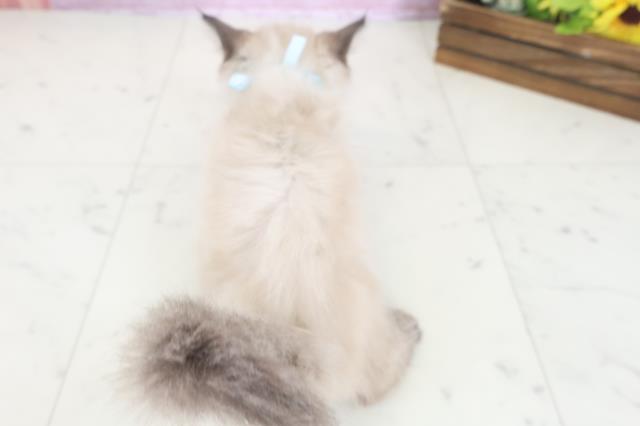 岡山県のヒマラヤン (Coo&RIKU岡山店/2025年7月31日生まれ/男の子/シールポイント)の子猫の4枚目の画像