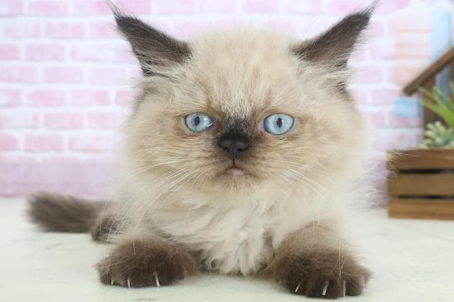 福岡県のヒマラヤン (Coo&RIKU小倉店/2025年7月31日生まれ/男の子/シールポイント)の子猫の1枚目の画像