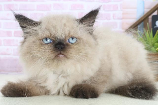 福岡県のヒマラヤン (Coo&RIKU小倉店/2025年7月31日生まれ/男の子/シールポイント)の子猫の3枚目の画像