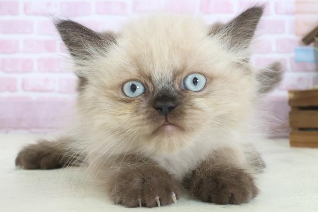 熊本県のヒマラヤン (Coo&RIKU熊本店/2025年7月31日生まれ/男の子/シールポイント)の子猫