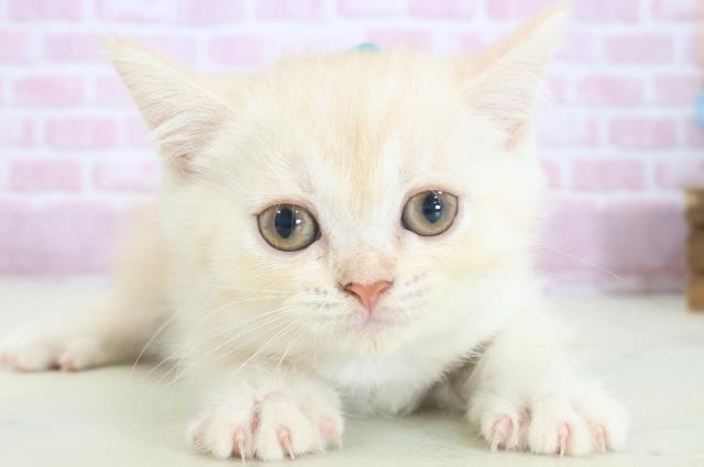 福岡県のエキゾチック (Coo&RIKU福岡西店/2025年8月2日生まれ/男の子/クリームタビー)の子猫の1枚目の画像