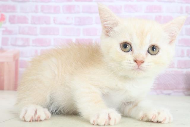 福岡県のエキゾチック (Coo&RIKU福岡西店/2025年8月2日生まれ/男の子/クリームタビー)の子猫の2枚目の画像