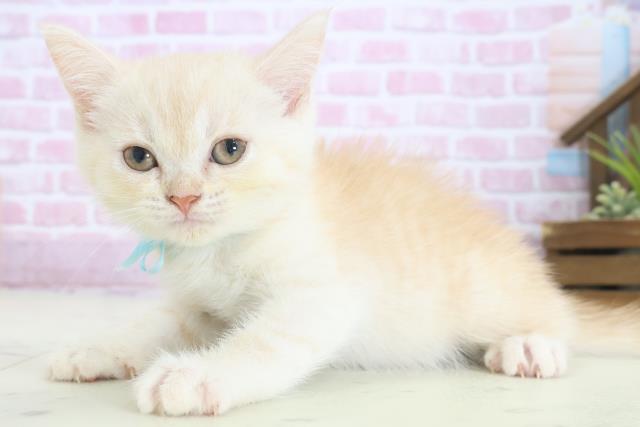福岡県のエキゾチック (Coo&RIKU福岡西店/2025年8月2日生まれ/男の子/クリームタビー)の子猫の3枚目の画像
