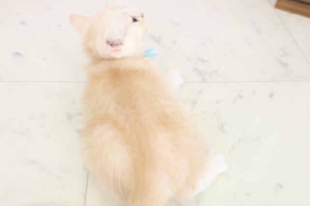 福岡県のエキゾチック (Coo&RIKU福岡西店/2025年8月2日生まれ/男の子/クリームタビー)の子猫の4枚目の画像