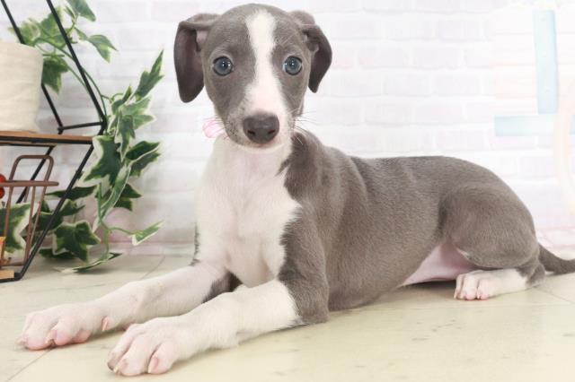 滋賀県のイタリアングレーハウンド (Coo&RIKU長浜店/2025年8月6日生まれ/女の子/ブルーホワイト)の子犬の3枚目の画像
