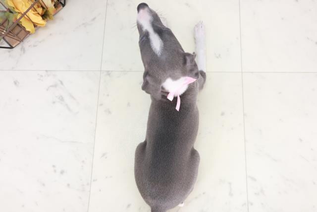 滋賀県のイタリアングレーハウンド (Coo&RIKU長浜店/2025年8月6日生まれ/女の子/ブルーホワイト)の子犬の4枚目の画像