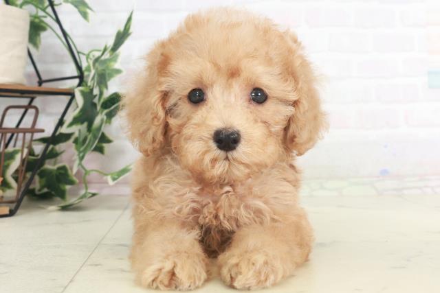 広島県のトイプードル(トイ) (Coo&RIKU東広島店/2025年8月3日生まれ/男の子/アプリコット)の子犬の1枚目の画像