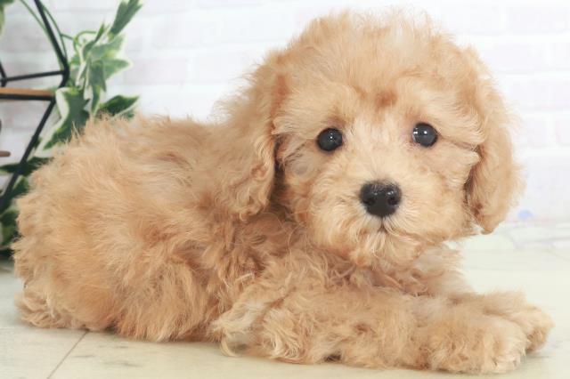 広島県のトイプードル(トイ) (Coo&RIKU東広島店/2025年8月3日生まれ/男の子/アプリコット)の子犬の2枚目の画像