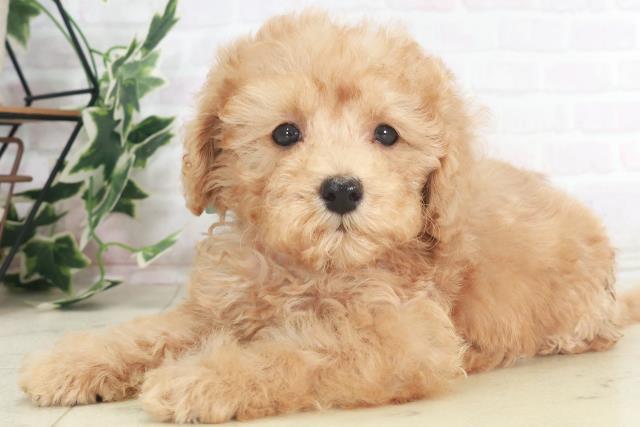 広島県のトイプードル(トイ) (Coo&RIKU東広島店/2025年8月3日生まれ/男の子/アプリコット)の子犬の3枚目の画像