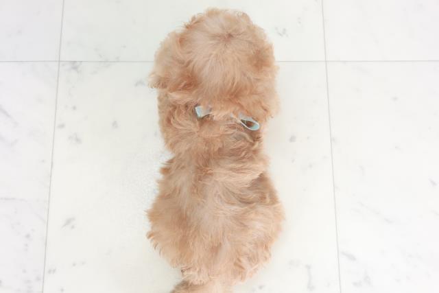 広島県のトイプードル(トイ) (Coo&RIKU東広島店/2025年8月3日生まれ/男の子/アプリコット)の子犬の4枚目の画像