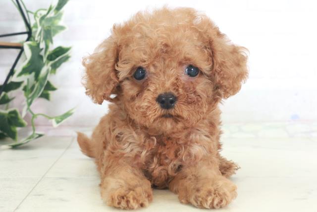 福岡県のトイプードル(トイ) (Coo&RIKU筑後店/2025年8月3日生まれ/男の子/アプリコット)の子犬の1枚目の画像