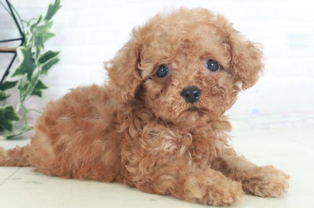 福岡県のトイプードル(トイ) (Coo&RIKU筑後店/2025年8月3日生まれ/男の子/アプリコット)の子犬の2枚目の画像
