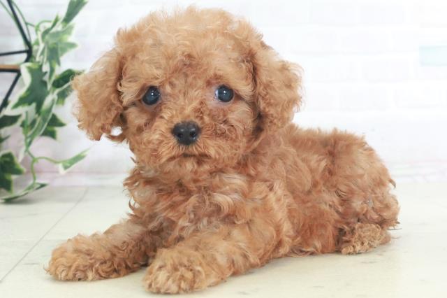 福岡県のトイプードル(トイ) (Coo&RIKU筑後店/2025年8月3日生まれ/男の子/アプリコット)の子犬の3枚目の画像
