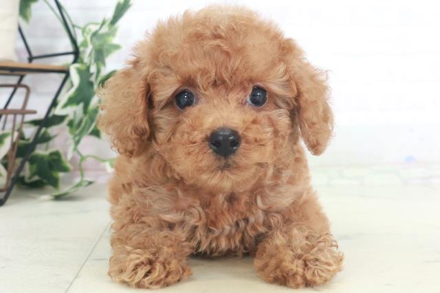 福岡県のトイプードル(トイ) (Coo&RIKU行橋店/2025年8月3日生まれ/男の子/アプリコット)の子犬の1枚目の画像