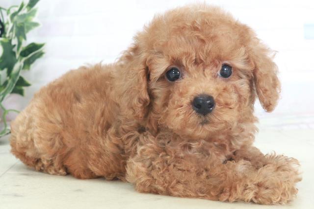 福岡県のトイプードル(トイ) (Coo&RIKU行橋店/2025年8月3日生まれ/男の子/アプリコット)の子犬の2枚目の画像
