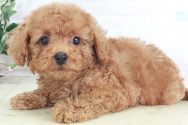 福岡県のトイプードル(トイ) (Coo&RIKU行橋店/2025年8月3日生まれ/男の子/アプリコット)の子犬の3枚目の画像