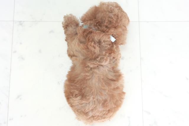 福岡県のトイプードル(トイ) (Coo&RIKU行橋店/2025年8月3日生まれ/男の子/アプリコット)の子犬の4枚目の画像