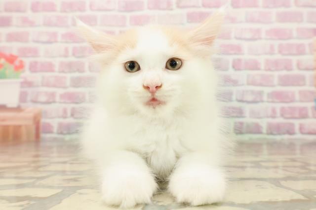 東京都のメインクーン (Coo&RIKU新宿三丁目店/2025年8月10日生まれ/女の子/クリームホワイト)の子猫の1枚目の画像