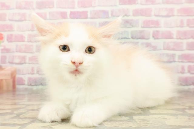 東京都のメインクーン (Coo&RIKU新宿三丁目店/2025年8月10日生まれ/女の子/クリームホワイト)の子猫の2枚目の画像