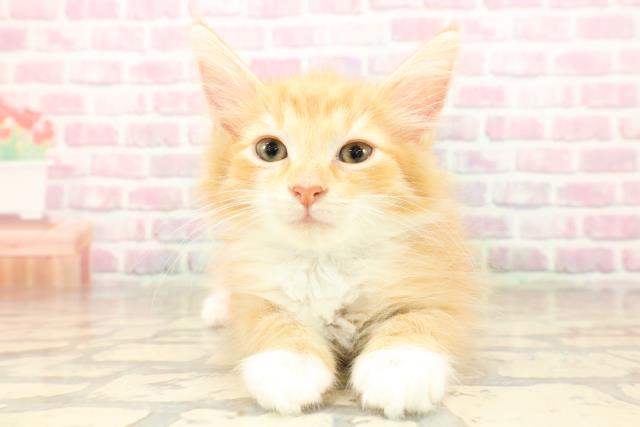 山形県のノルウェージャンフォレストキャット (Coo&RIKUイオンタウン酒田店/2025年7月21日生まれ/男の子/レッドタビーホワイト)の子猫