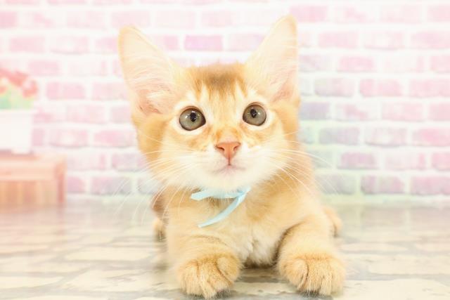 栃木県のソマリ (Coo&RIKUFKDインターパーク店/2025年8月10日生まれ/男の子/レッド)の子猫の1枚目の画像