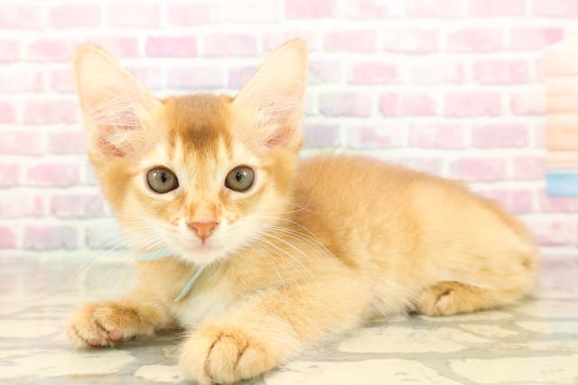 栃木県のソマリ (Coo&RIKUFKDインターパーク店/2025年8月10日生まれ/男の子/レッド)の子猫の2枚目の画像