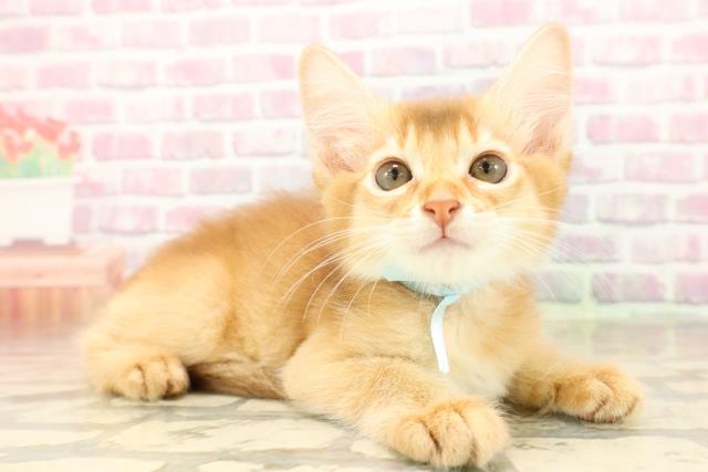 栃木県のソマリ (Coo&RIKUFKDインターパーク店/2025年8月10日生まれ/男の子/レッド)の子猫の3枚目の画像