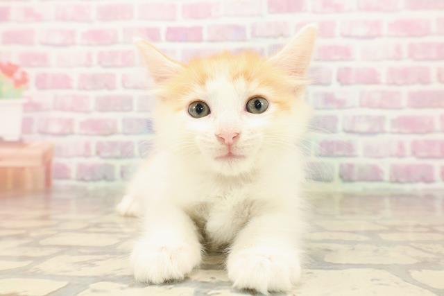 栃木県のメインクーン (Coo&RIKUFKDインターパーク店/2025年8月5日生まれ/女の子/レッドタビーホワイト)の子猫の1枚目の画像