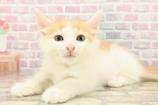 栃木県のメインクーン (Coo&RIKUFKDインターパーク店/2025年8月5日生まれ/女の子/レッドタビーホワイト)の子猫の2枚目の画像