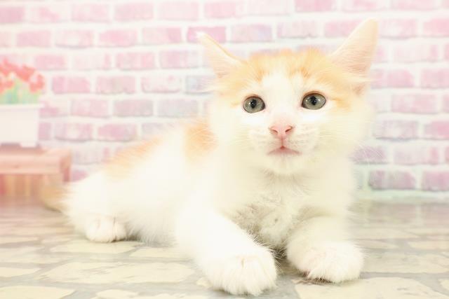 栃木県のメインクーン (Coo&RIKUFKDインターパーク店/2025年8月5日生まれ/女の子/レッドタビーホワイト)の子猫の3枚目の画像