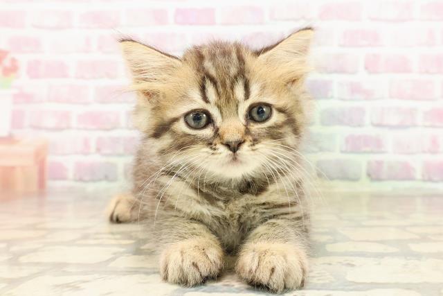栃木県のラガマフィン (Coo&RIKU足利店/2025年8月5日生まれ/男の子/ブラウンタビー)の子猫の1枚目の画像
