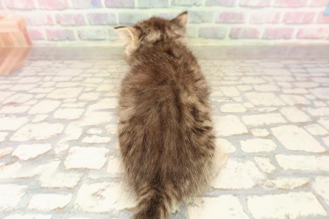 栃木県のラガマフィン (Coo&RIKU足利店/2025年8月5日生まれ/男の子/ブラウンタビー)の子猫の4枚目の画像