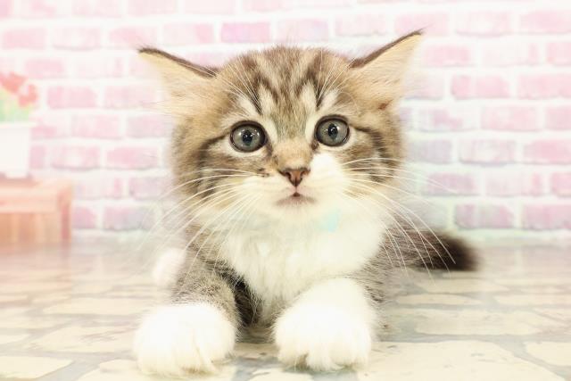 栃木県のラガマフィン (Coo&RIKU小山店/2025年8月5日生まれ/男の子/ブラウンタビーホワイト)の子猫の1枚目の画像