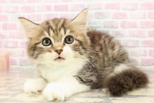 栃木県のラガマフィン (Coo&RIKU小山店/2025年8月5日生まれ/男の子/ブラウンタビーホワイト)の子猫の2枚目の画像