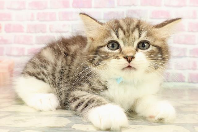 栃木県のラガマフィン (Coo&RIKU小山店/2025年8月5日生まれ/男の子/ブラウンタビーホワイト)の子猫の3枚目の画像