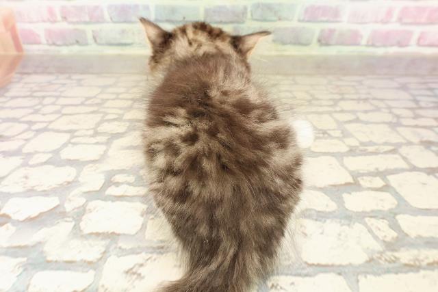 栃木県のラガマフィン (Coo&RIKU小山店/2025年8月5日生まれ/男の子/ブラウンタビーホワイト)の子猫の4枚目の画像