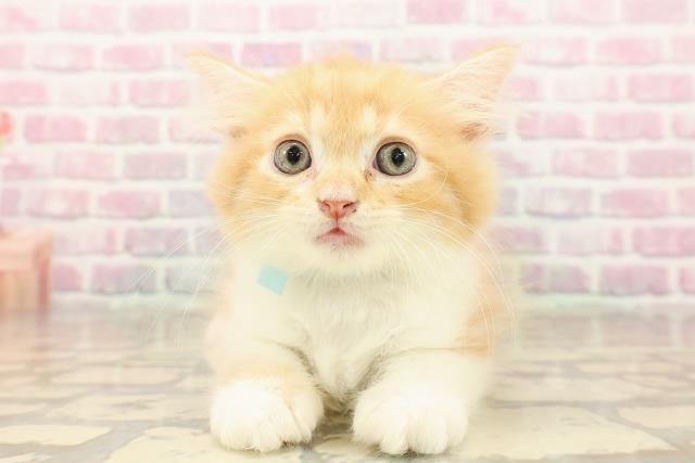 栃木県のラガマフィン (Coo&RIKUイオンタウン佐野店/2025年8月5日生まれ/男の子/レッドタビーホワイト)の子猫の1枚目の画像