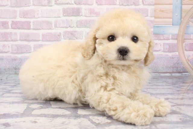 大阪府のトイプードル(トイ) (Coo&RIKU茶屋町店/2025年8月9日生まれ/女の子/ペールフォーン)の子犬の2枚目の画像