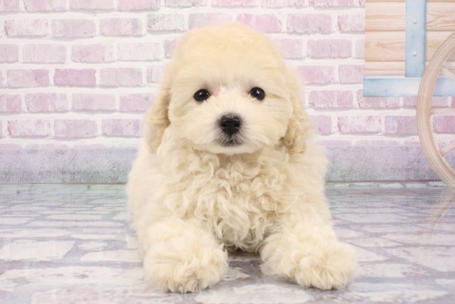 大阪府のトイプードル(トイ) (Coo&RIKU天王寺店/2025年8月9日生まれ/女の子/ペールフォーン)の子犬