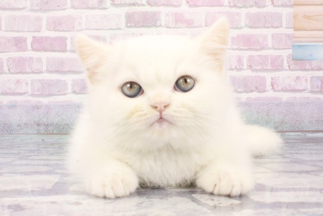 大阪府のエキゾチック (Coo&RIKU心斎橋店/2025年8月3日生まれ/男の子/ホワイト)の子猫の1枚目の画像