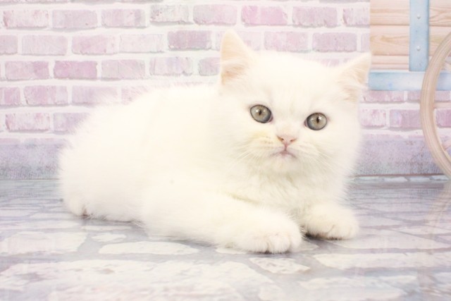 大阪府のエキゾチック (Coo&RIKU心斎橋店/2025年8月3日生まれ/男の子/ホワイト)の子猫の2枚目の画像