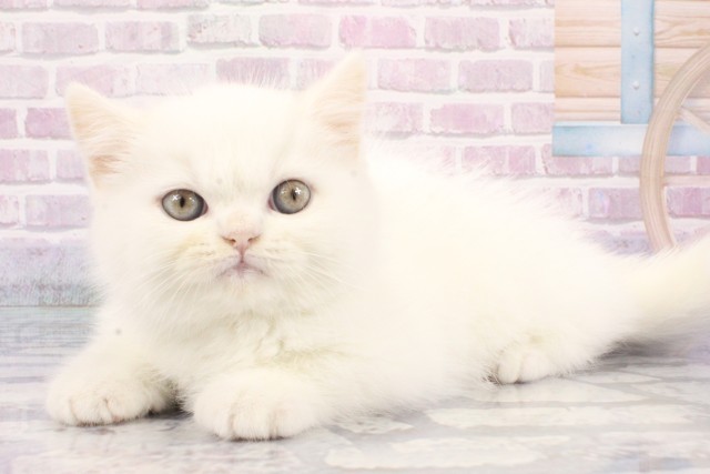 大阪府のエキゾチック (Coo&RIKU心斎橋店/2025年8月3日生まれ/男の子/ホワイト)の子猫の3枚目の画像