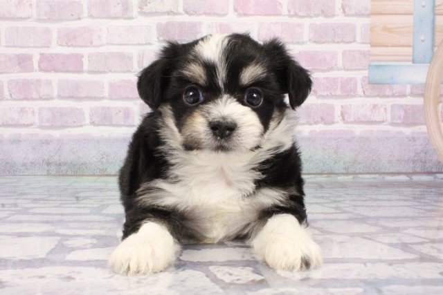 京都府のハーフ犬・ミックス犬 (Coo&RIKU京都河原町店/2025年8月9日生まれ/女の子/ブラックタンホワイト)の子犬の1枚目の画像
