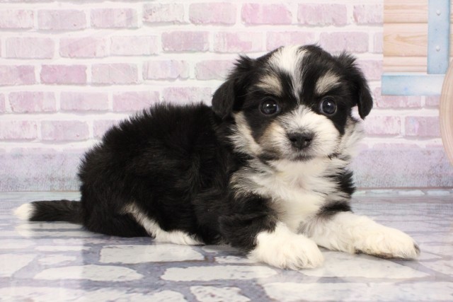 京都府のハーフ犬・ミックス犬 (Coo&RIKU京都河原町店/2025年8月9日生まれ/女の子/ブラックタンホワイト)の子犬の2枚目の画像