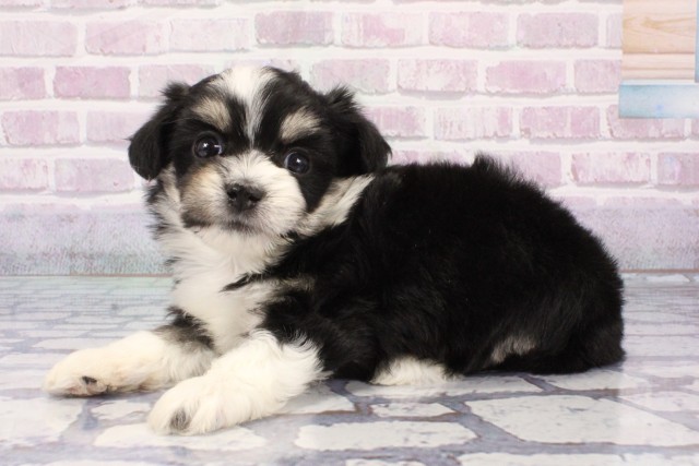 京都府のハーフ犬・ミックス犬 (Coo&RIKU京都河原町店/2025年8月9日生まれ/女の子/ブラックタンホワイト)の子犬の3枚目の画像