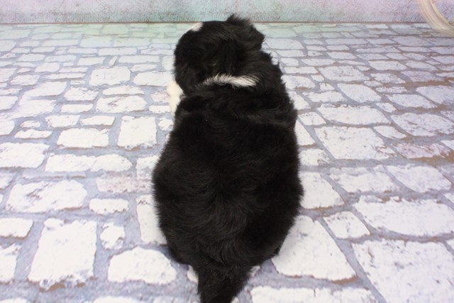 京都府のハーフ犬・ミックス犬 (Coo&RIKU京都河原町店/2025年8月9日生まれ/女の子/ブラックタンホワイト)の子犬の4枚目の画像